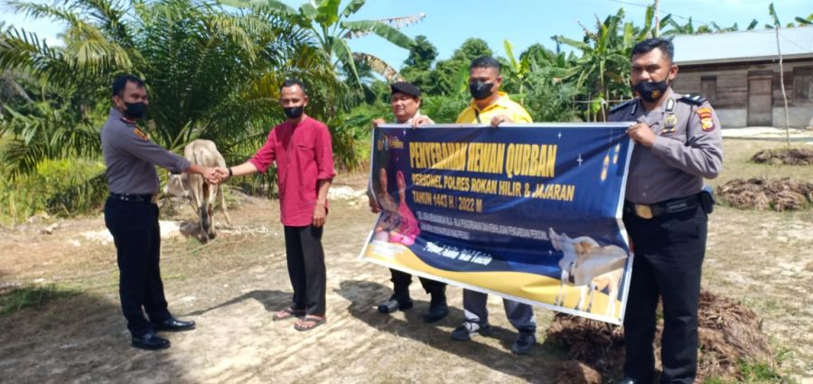 Polsek TPTM Salurkan Sapi ke Pengurus Masjid Syekh Zainuddin Kuolo Tanah Putih